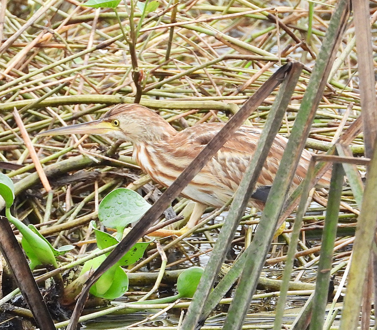 Yellow Bittern - ML647277062