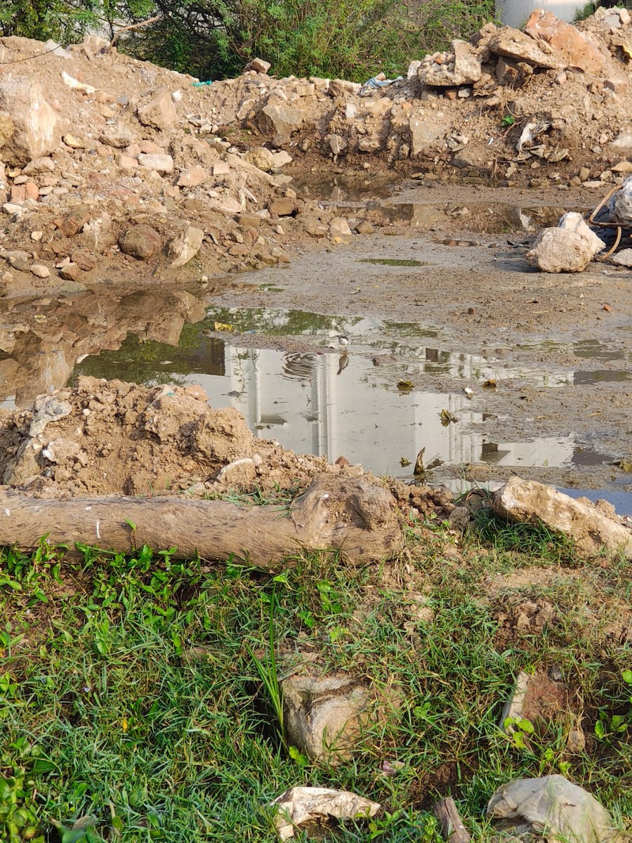 Citrine Wagtail - ML647277090