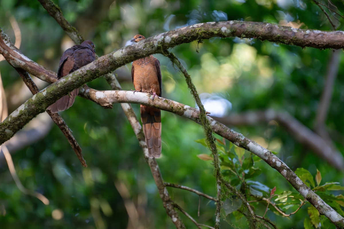 kanelgjøkdue - ML647277091