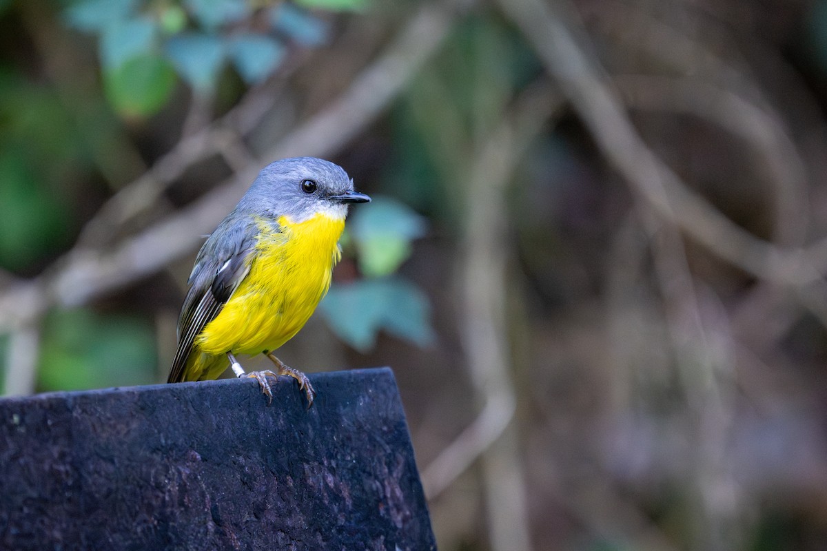 gulbrystflueskvett - ML647277096