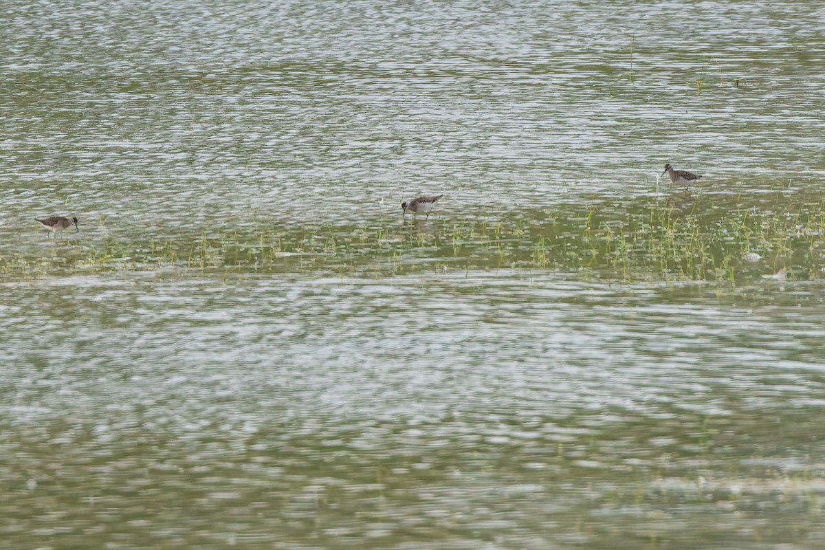 タカブシギ - ML647277100