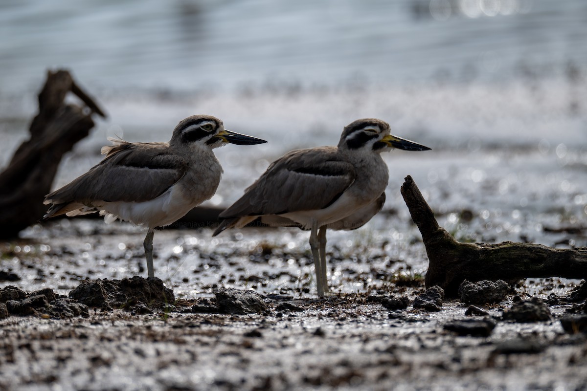 Grand Oedicnème - ML647277102