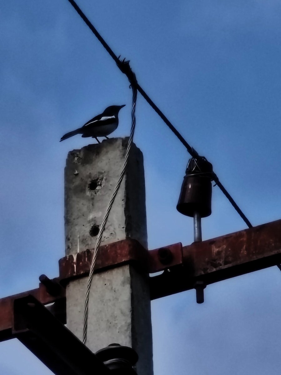 Oriental Magpie-Robin - ML647277103