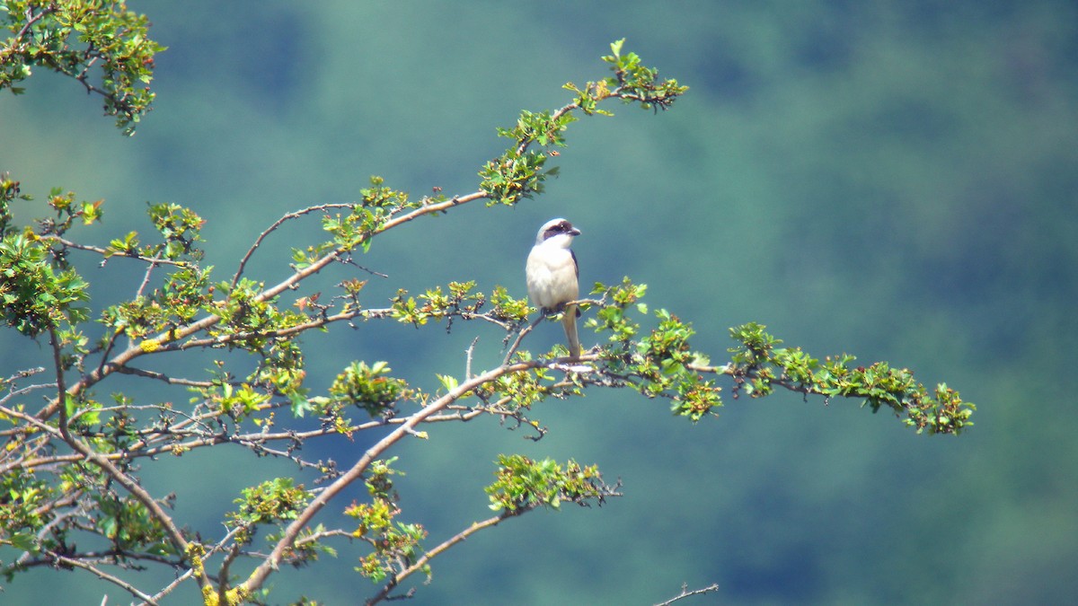 Чернолобый сорокопут - ML647277106