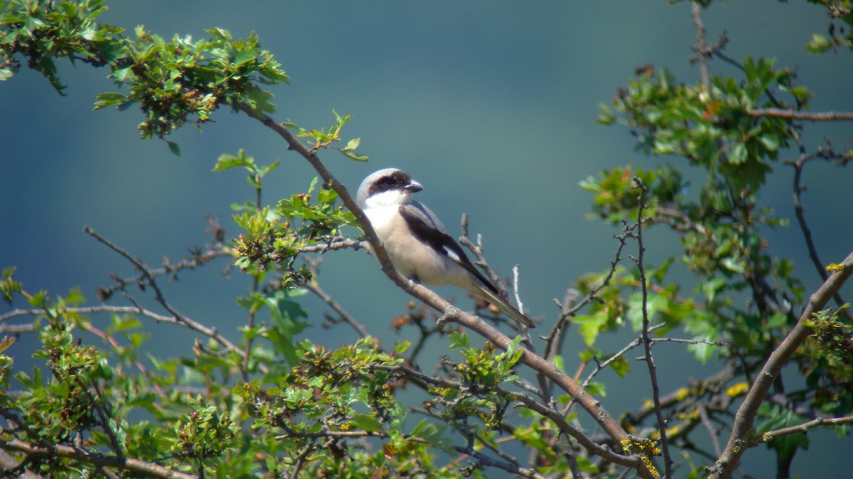 Чернолобый сорокопут - ML647277107