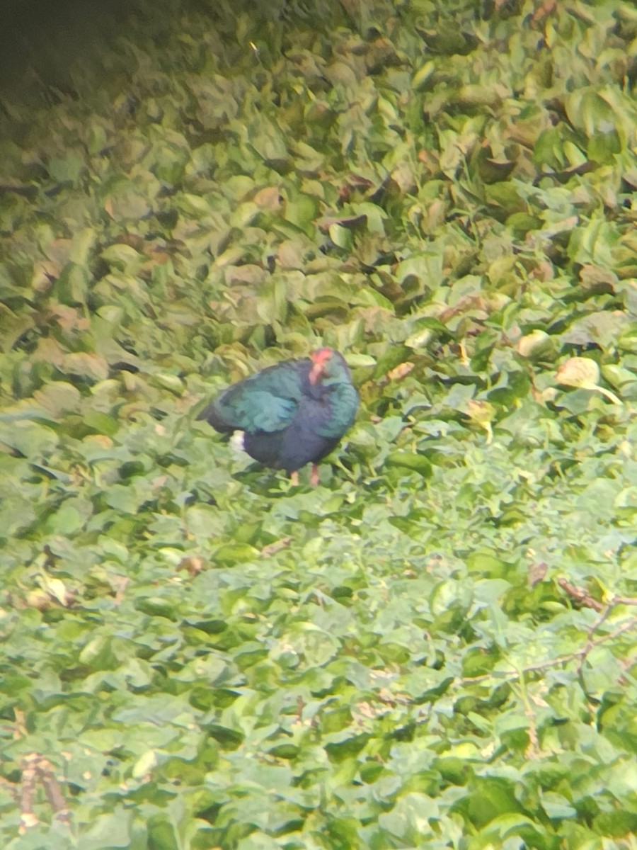 Gray-headed Swamphen - ML647277108