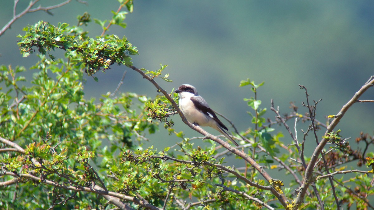 Чернолобый сорокопут - ML647277109