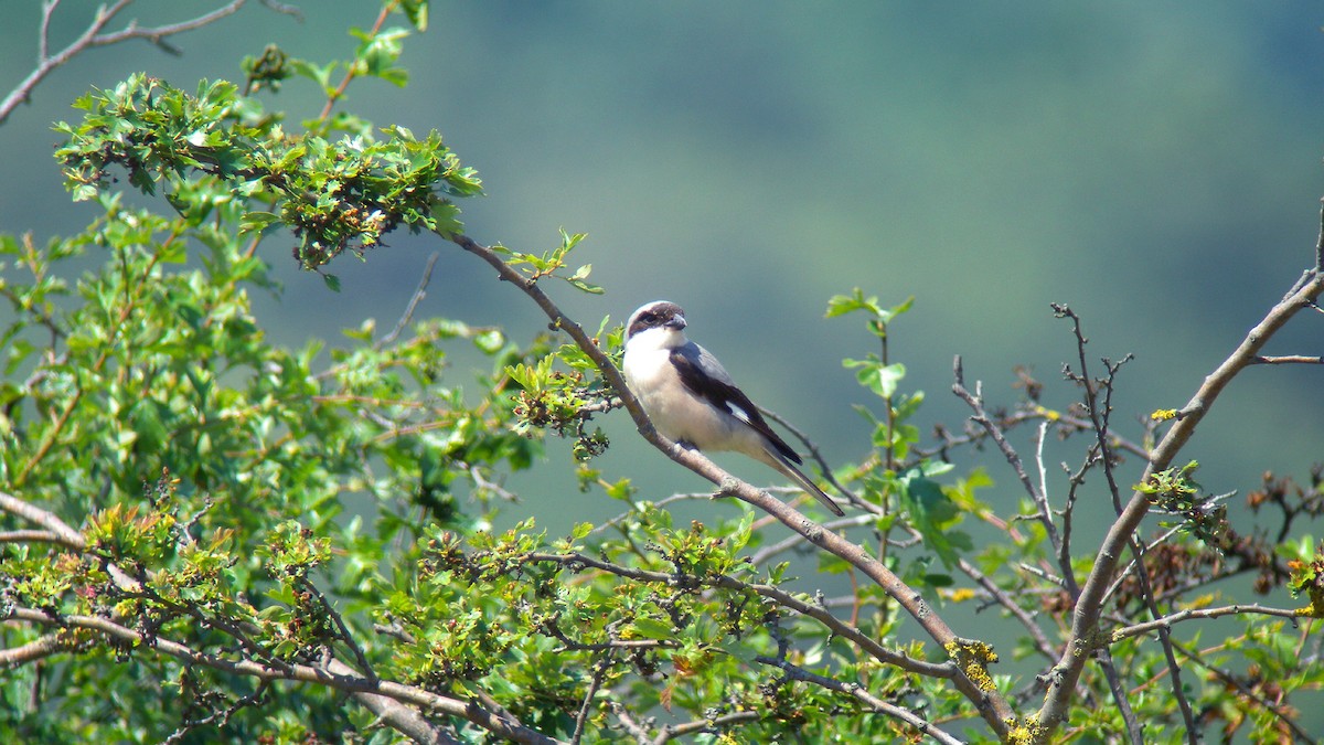 Чернолобый сорокопут - ML647277110