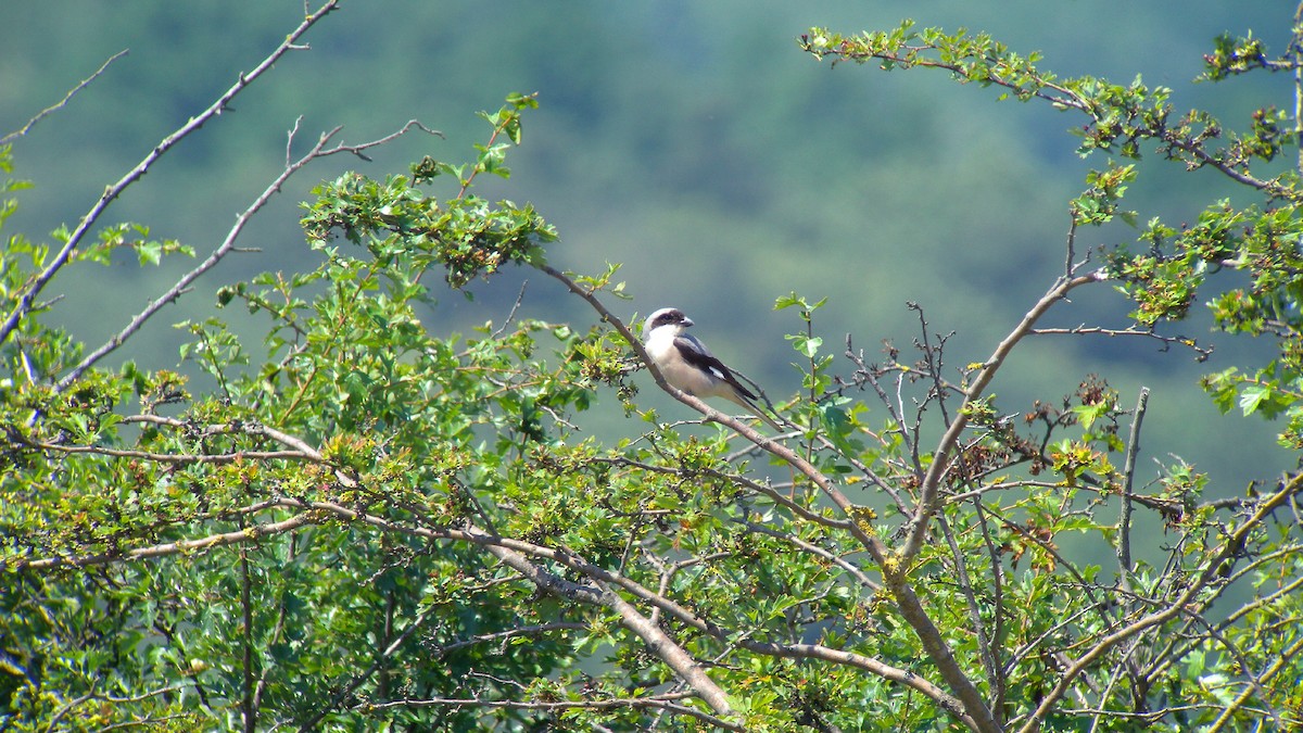 Чернолобый сорокопут - ML647277111