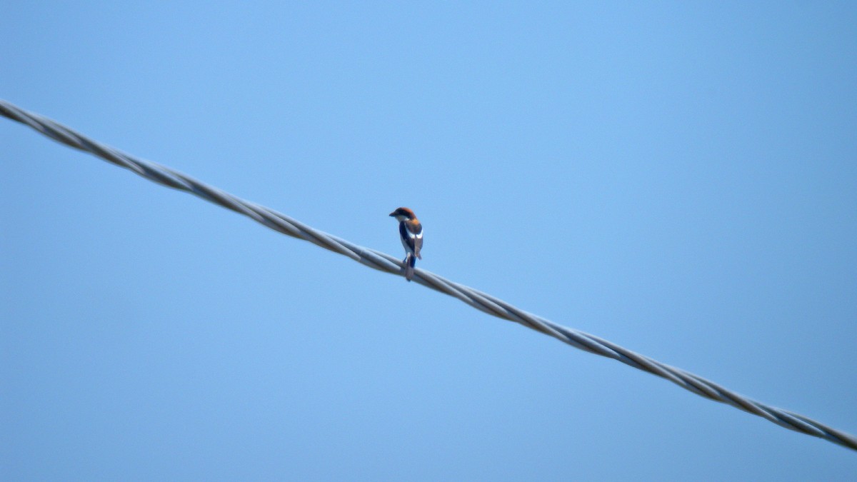 Woodchat Shrike - ML647277124
