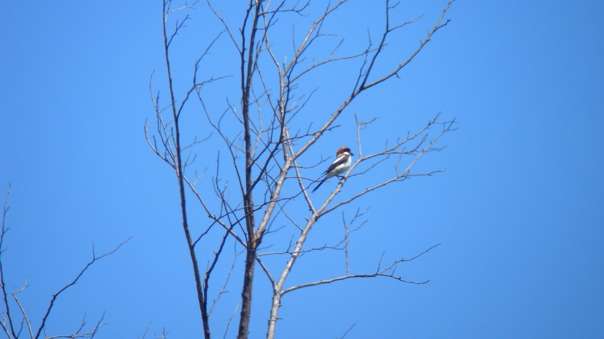 Woodchat Shrike - ML647277125
