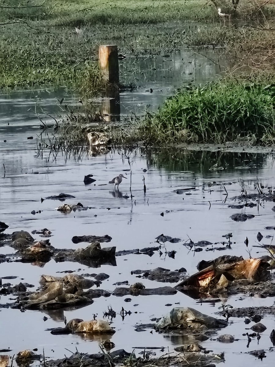 Black-winged Stilt - ML647277128