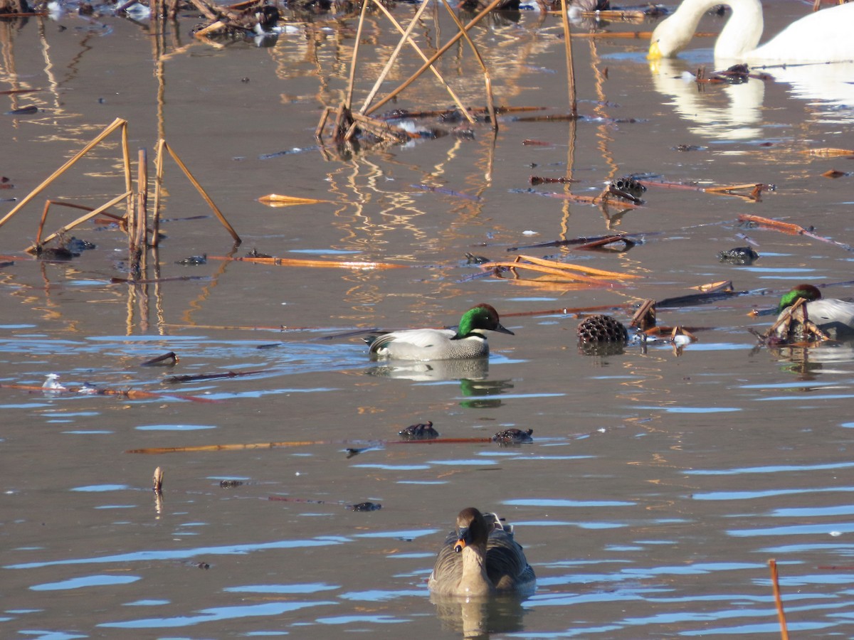 ヨシガモ - ML647277129