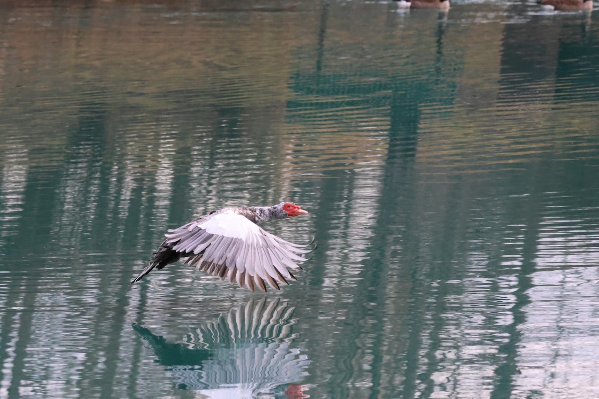 Muscovy Duck (Domestic type) - ML647277132