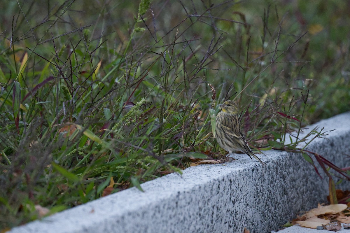 strnad obecný - ML647277133