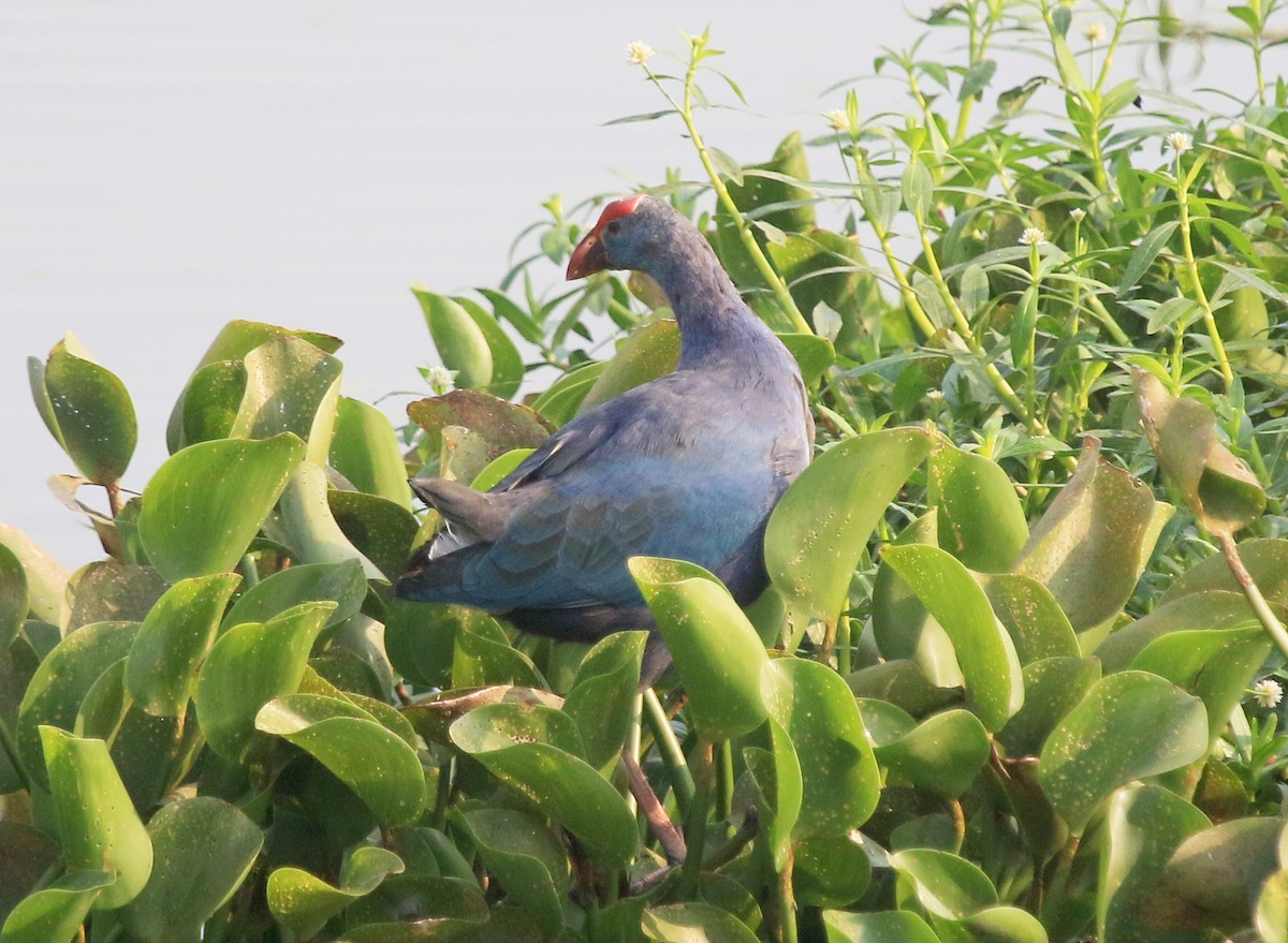 Graukopf-Purpurhuhn - ML647277143