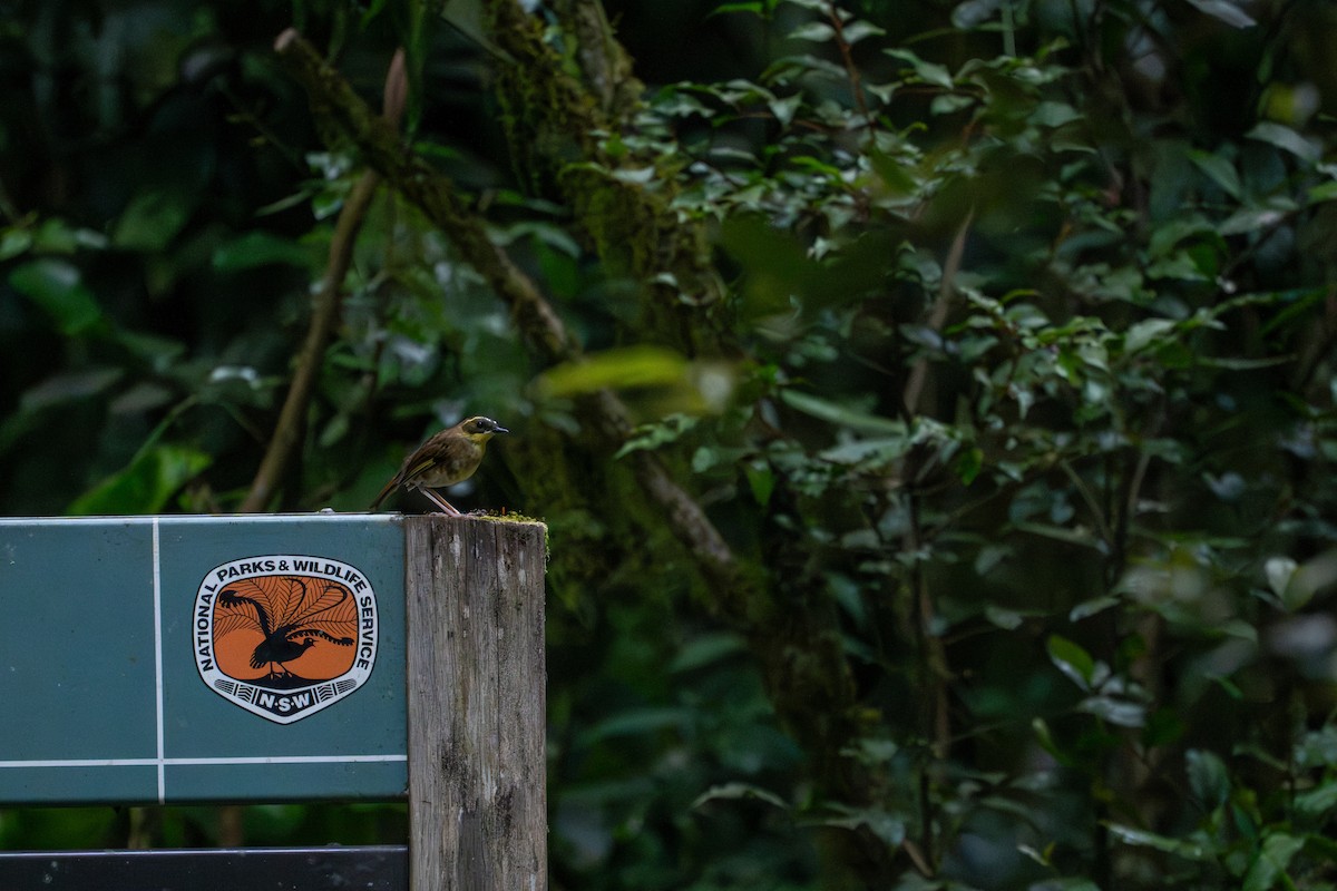 キノドヤブムシクイ - ML647277144