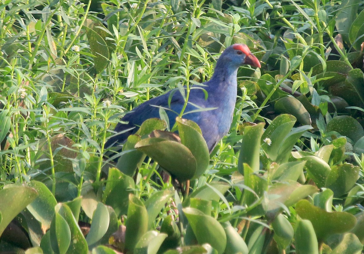 Graukopf-Purpurhuhn - ML647277145