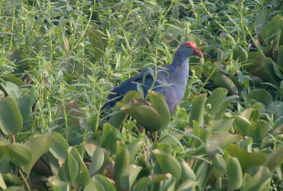 Graukopf-Purpurhuhn - ML647277147