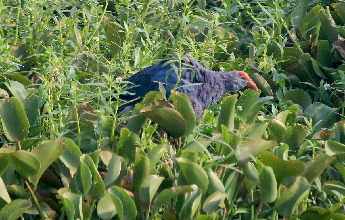 Graukopf-Purpurhuhn - ML647277148