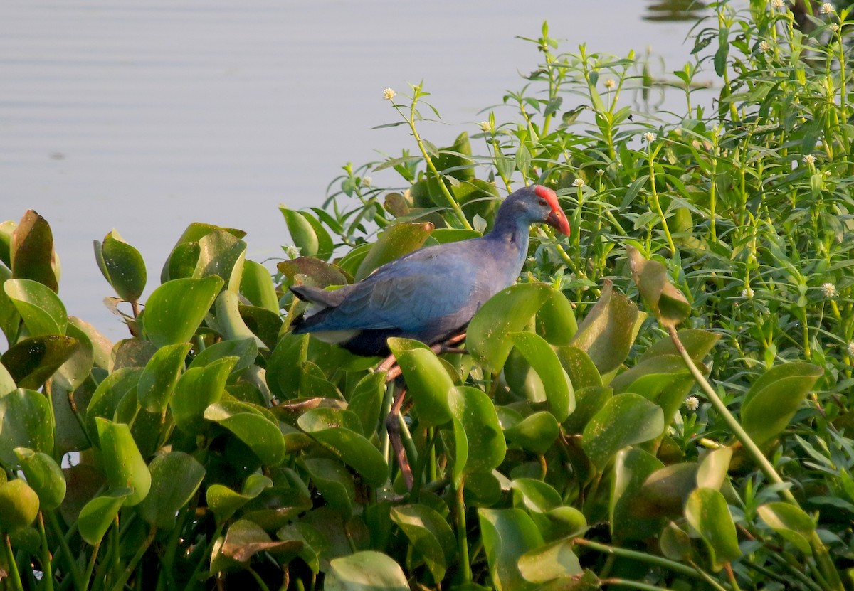 Graukopf-Purpurhuhn - ML647277152