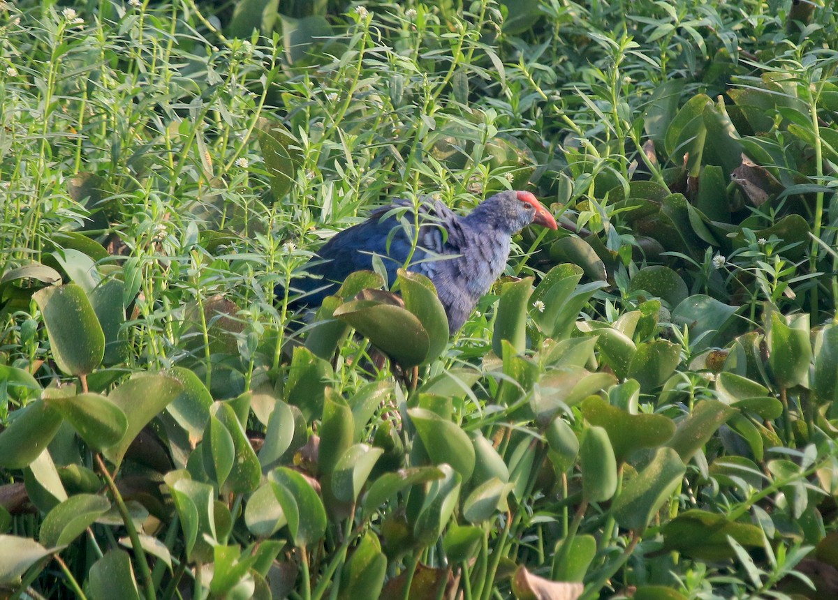 Graukopf-Purpurhuhn - ML647277153