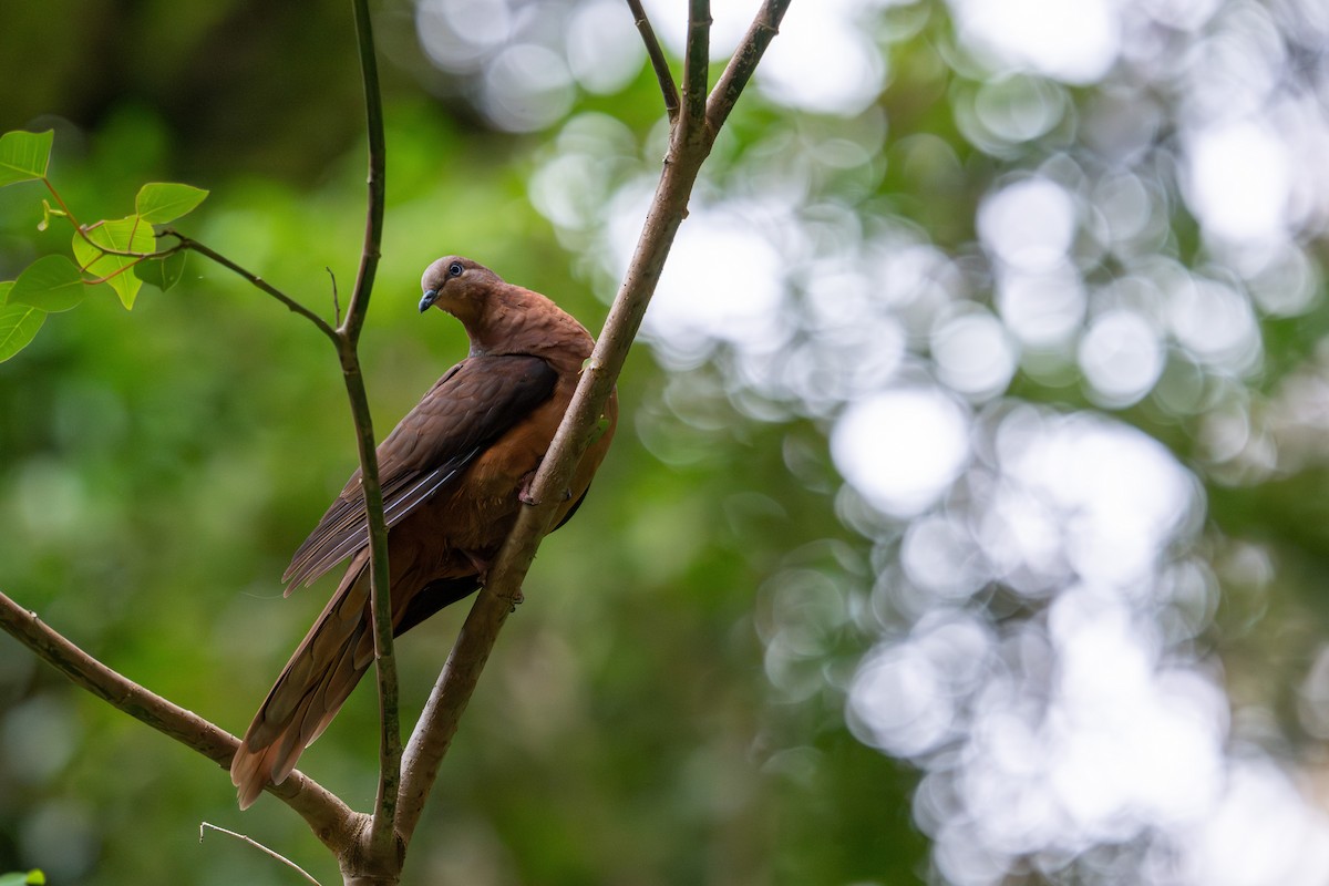 kanelgjøkdue - ML647277155