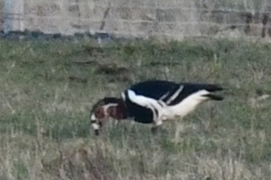 ברנטה אדומת-חזה - ML647277156