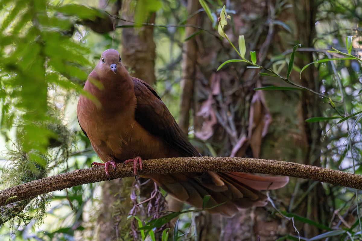 kanelgjøkdue - ML647277165