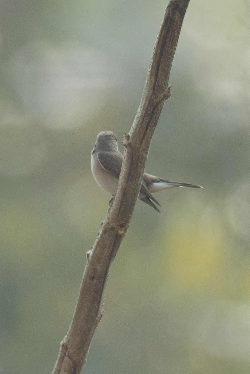 חטפית טאיגה - ML647277166