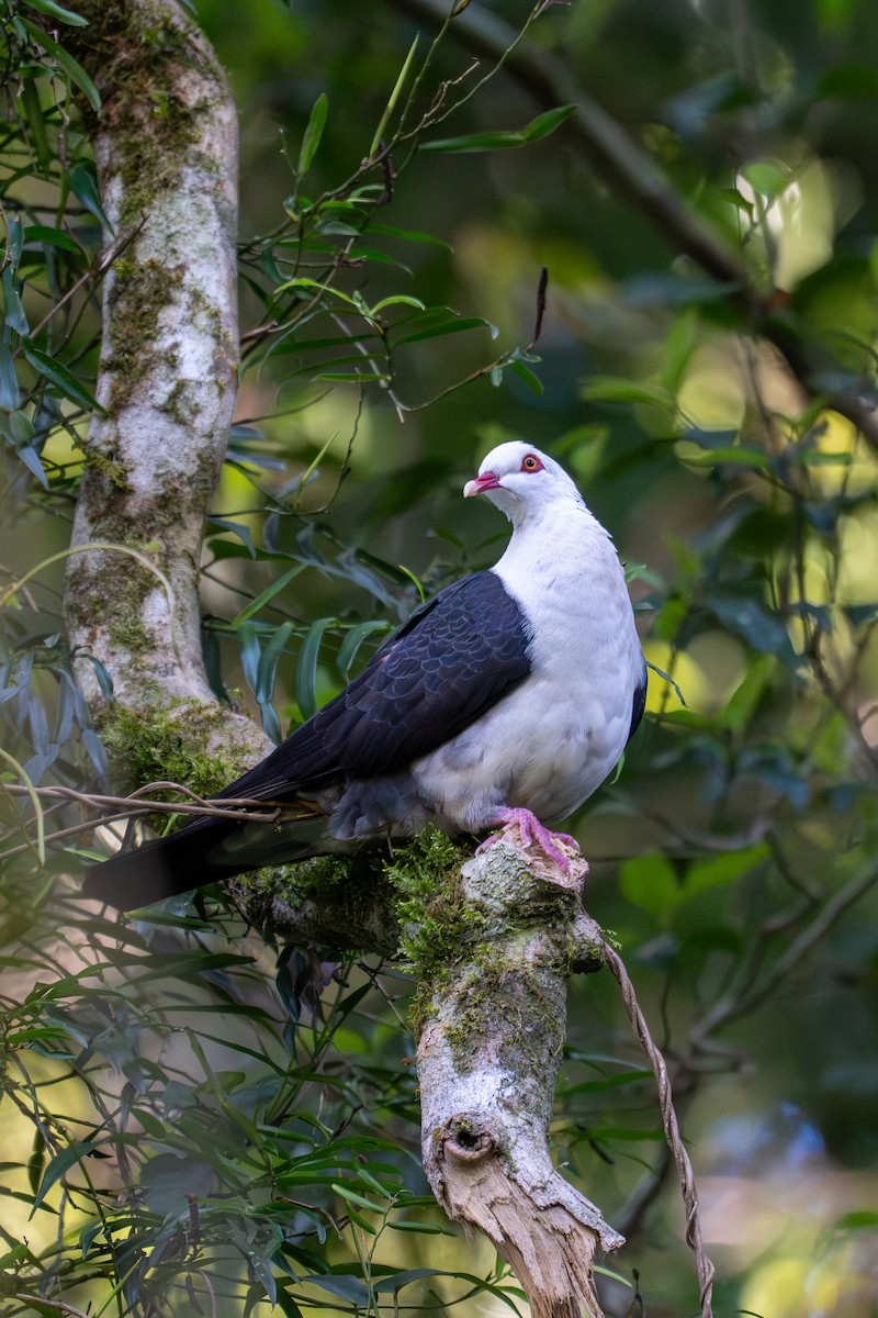 White-headed Pigeon - ML647277169