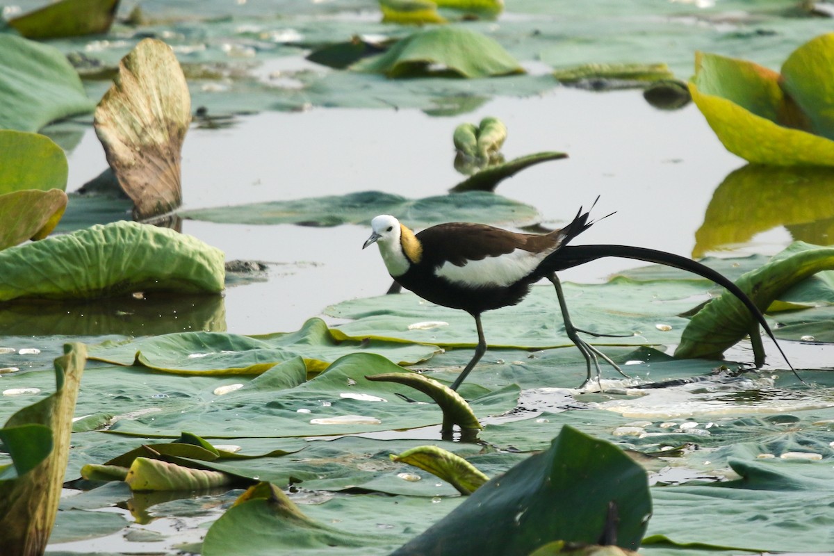 Jacana à longue queue - ML647277170
