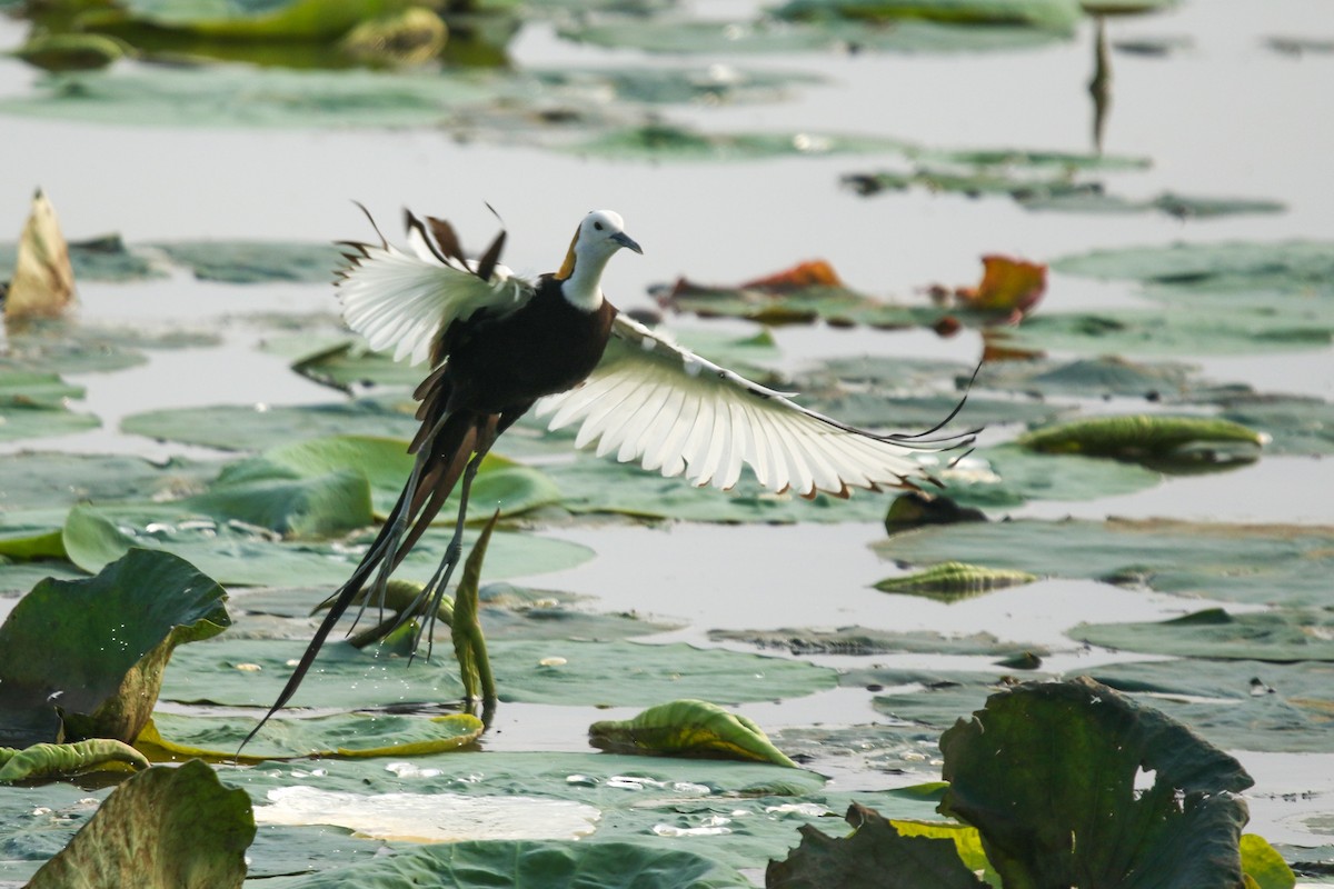 Jacana à longue queue - ML647277171