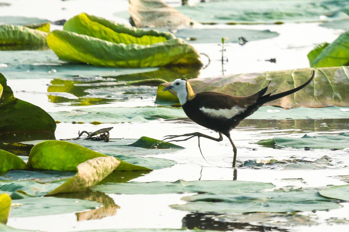 Jacana à longue queue - ML647277172