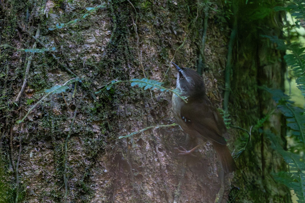 White-browed Scrubwren - ML647277178