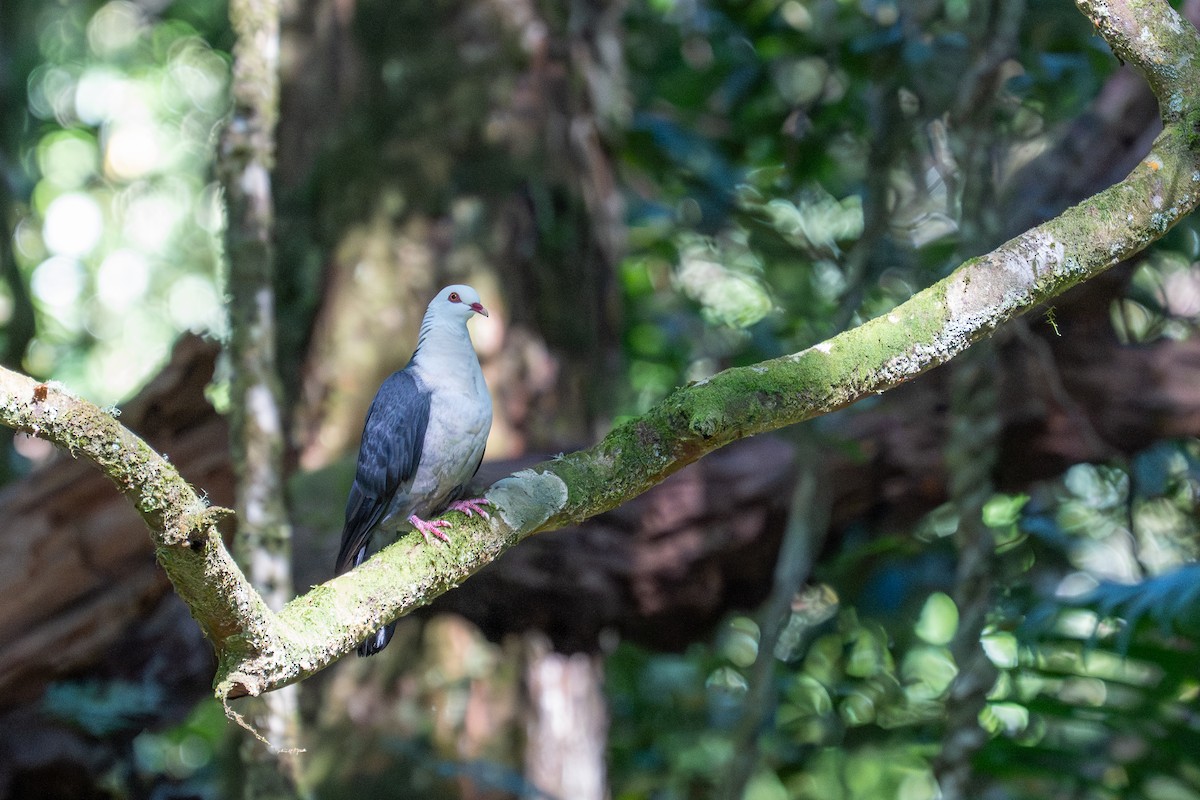 White-headed Pigeon - ML647277183