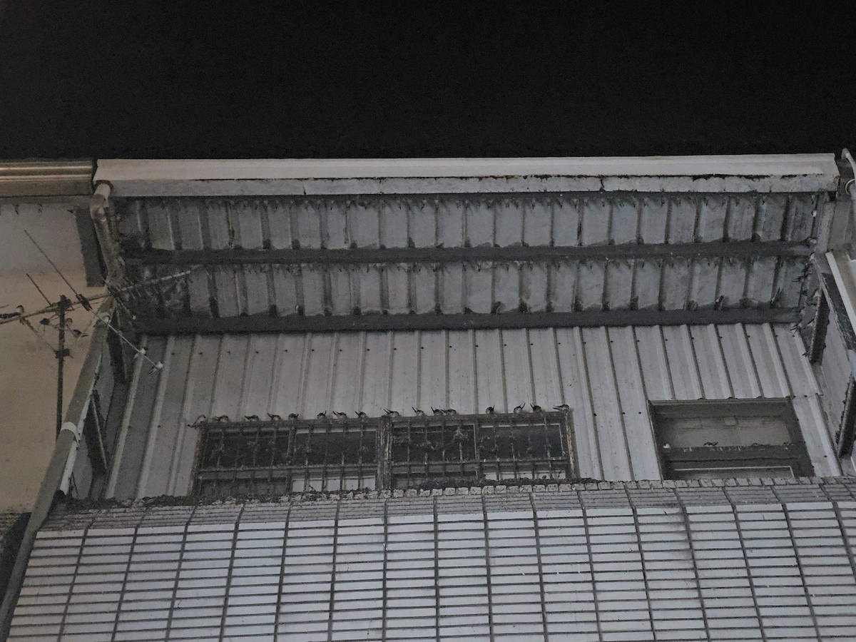 Ластівка сільська - ML647277184