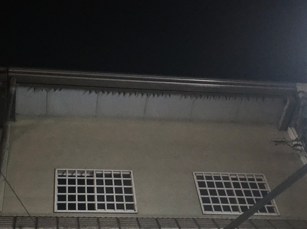 Ластівка сільська - ML647277185