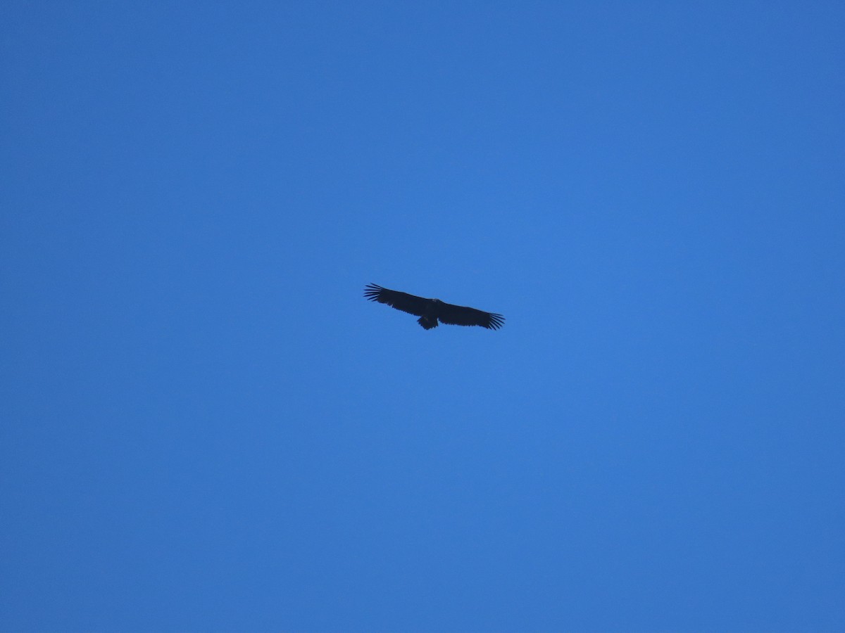 Sai beltza - ML647277186