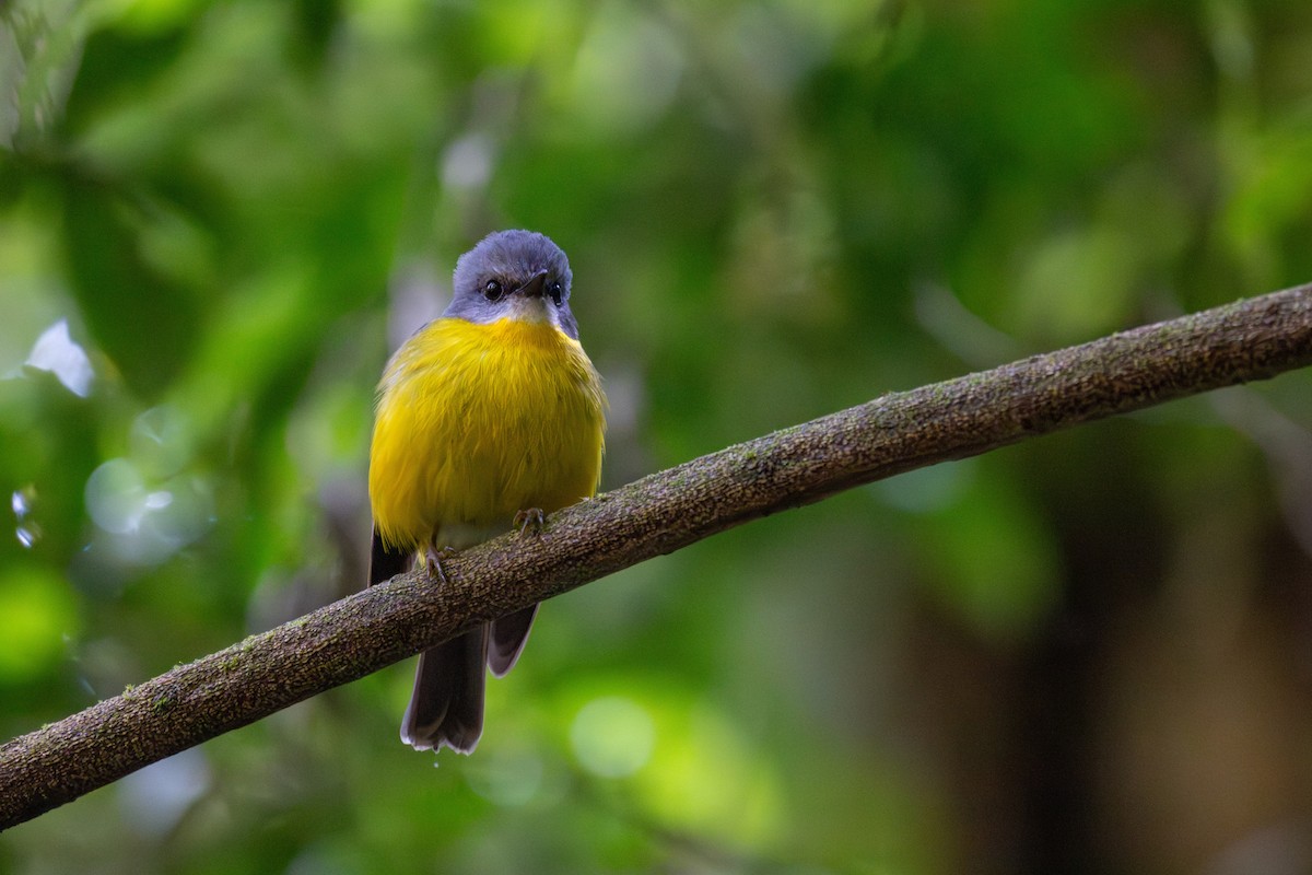 Eastern Yellow Robin - ML647277187