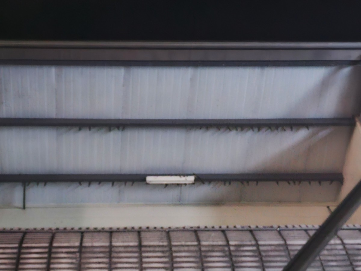 Ластівка сільська - ML647277188