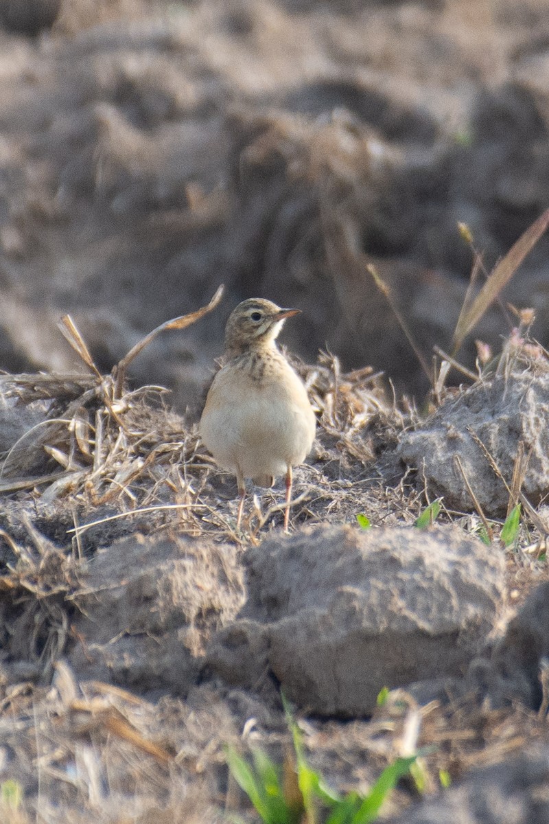 פפיון הודי - ML647277189