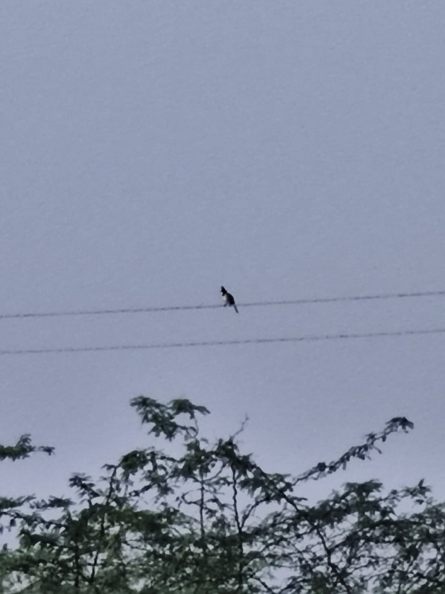 Red-whiskered Bulbul - ML647277191