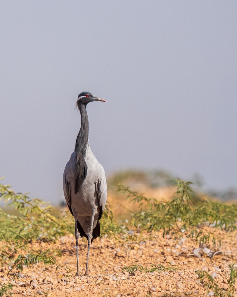 Demoiselle Crane - ML647277192