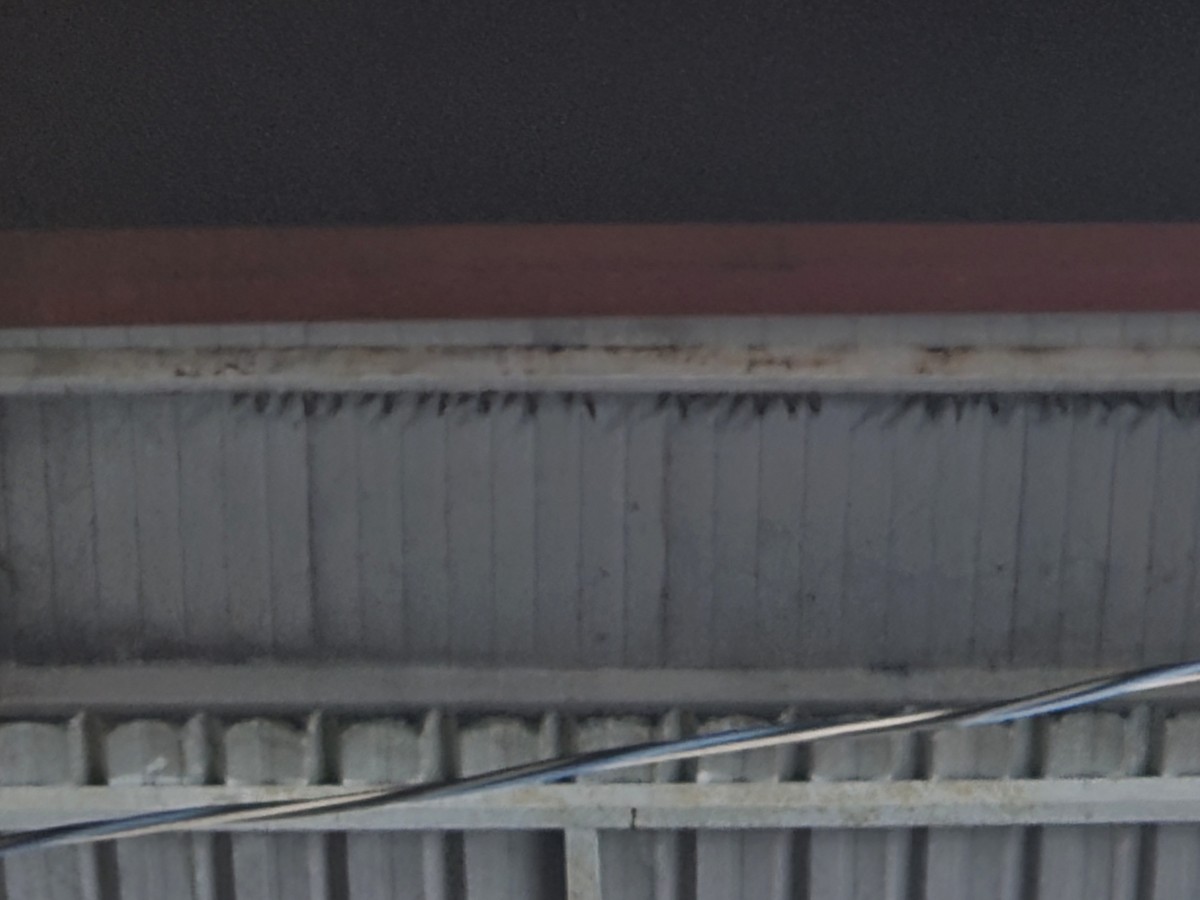 Ластівка сільська - ML647277193