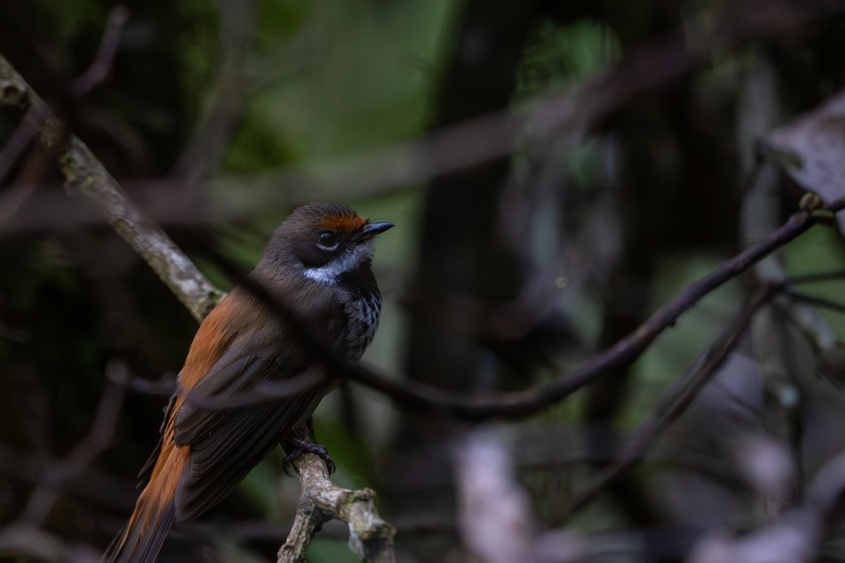 Australian Rufous Fantail - ML647277195