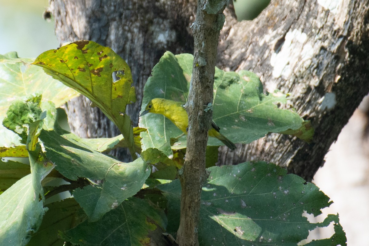 Common Iora - ML647277196