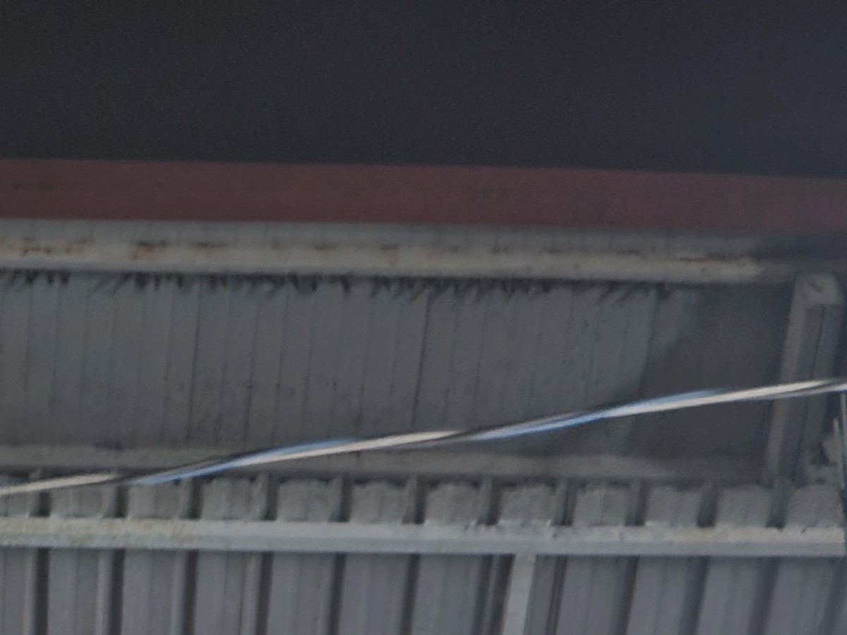 Ластівка сільська - ML647277197