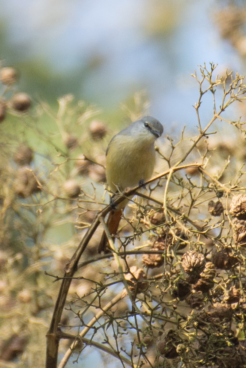 Zwergmennigvogel - ML647277199