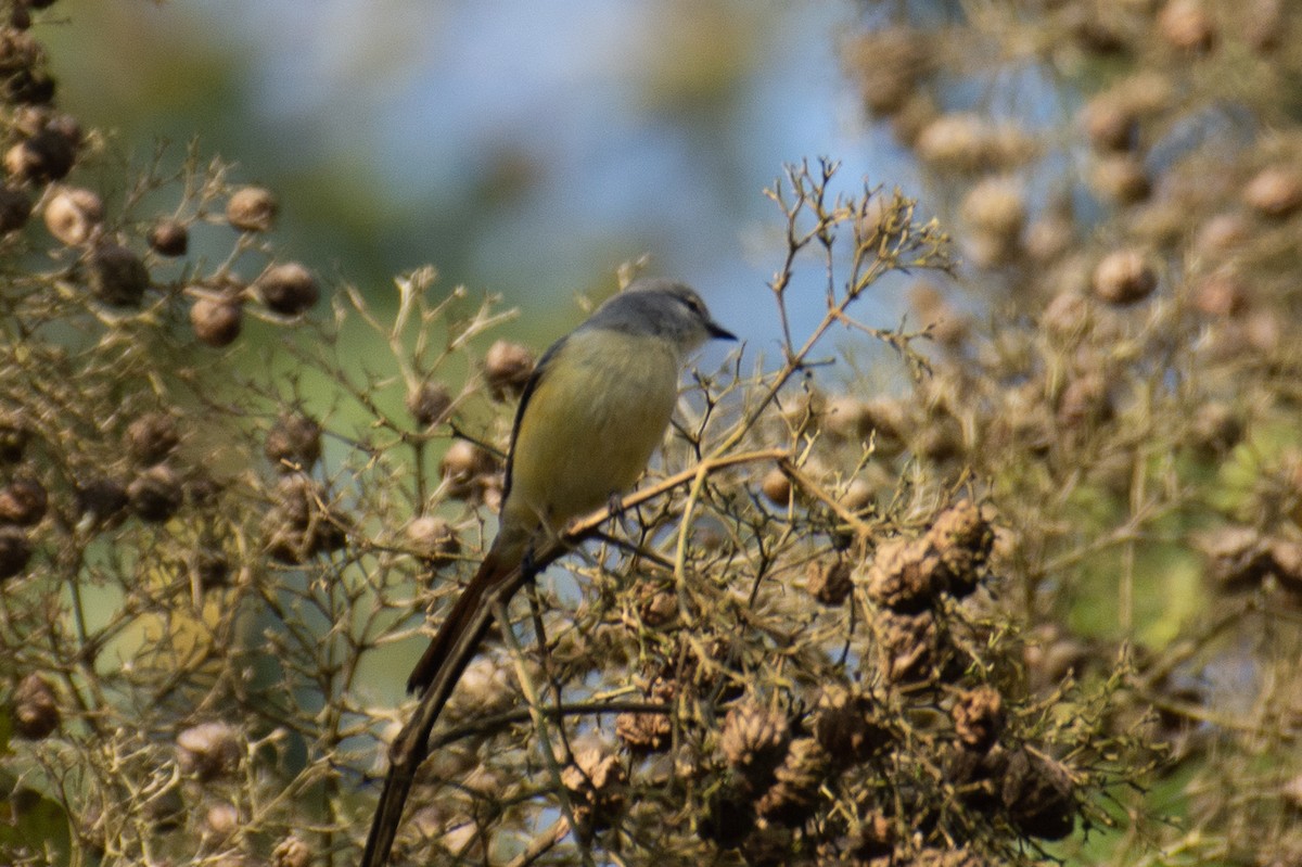 Zwergmennigvogel - ML647277200